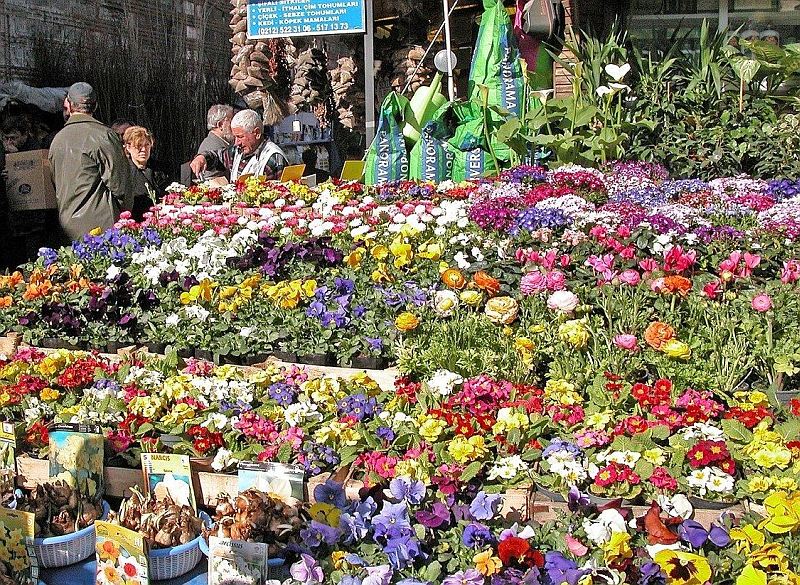 Купить Рассаду Цветов В Оренбурге Адрес Магазина