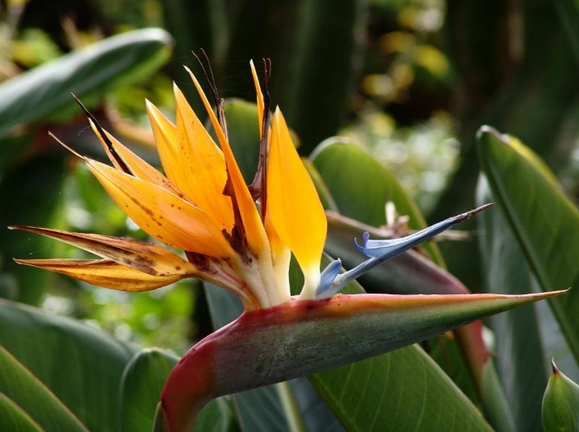 Madeira Garden - Botanikus kert