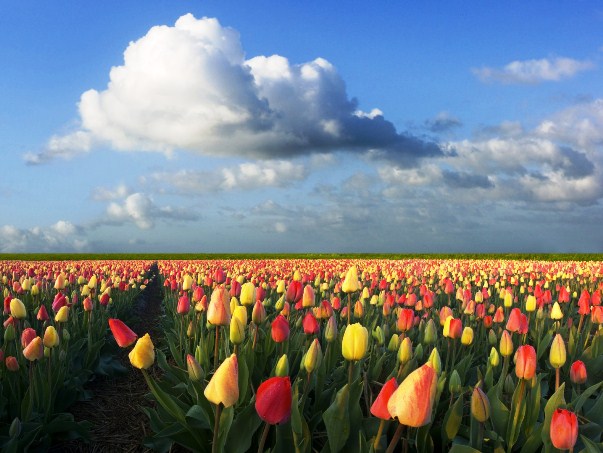  tulipánhagymák mező